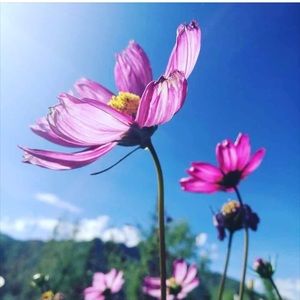 Meet your Posher, Dee